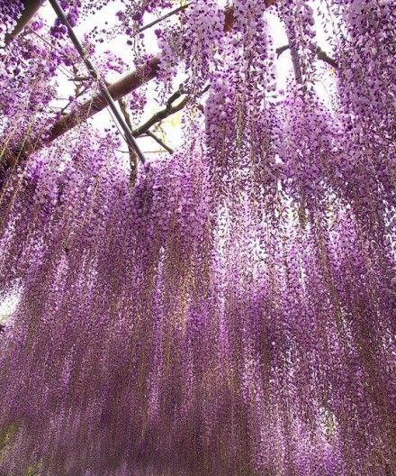 紫藤花的花语与意义（揭示紫藤花的神秘花语与象征意义）