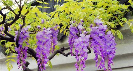 紫藤花的花语及象征意义（探究紫藤花的花语与象征意义）