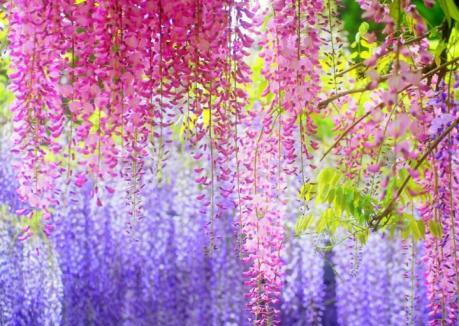 紫藤萝花语与寓意——揭开紫藤萝的神秘面纱（探索紫藤萝花语与寓意）
