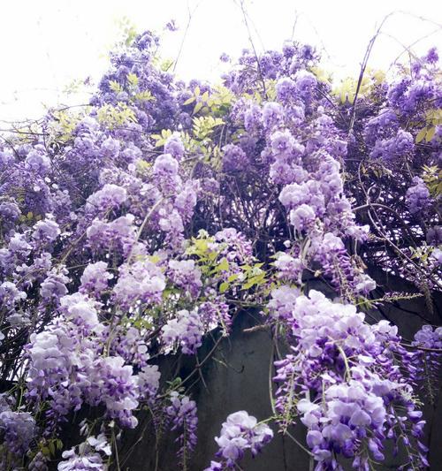 紫藤萝——爱情与美的象征（紫藤萝的花语及寓意解读）