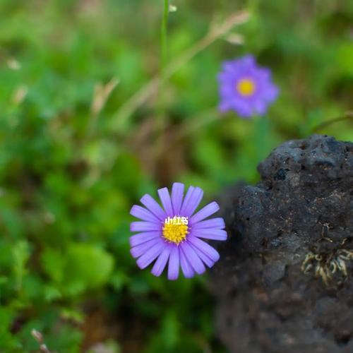 紫菀花（揭秘紫菀花的花语与寓意）