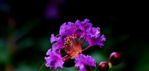 紫薇花的花语与美丽传说（解读紫薇花的象征意义）