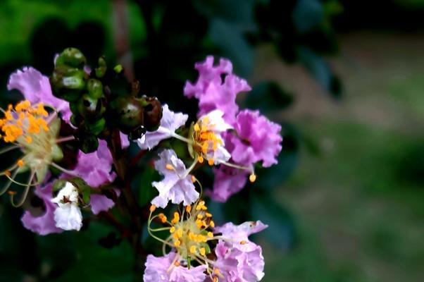 紫薇花的花语与意义（探索紫薇花的深层含义）