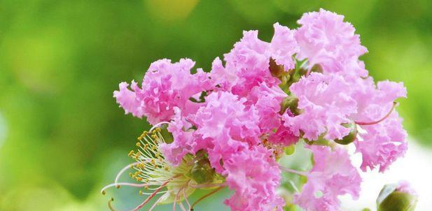 紫薇花的花语与意义（探索紫薇花的深层含义）