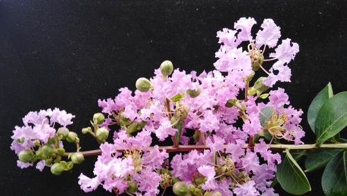 紫薇花的花语与意义（探索紫薇花的深层含义）