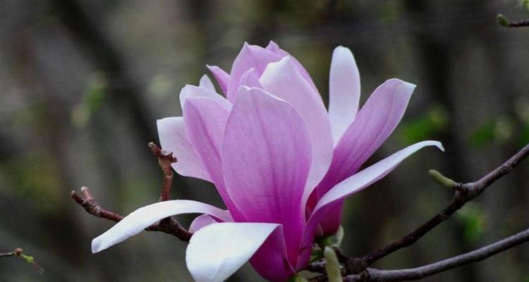 紫玉兰花（探寻紫玉兰花的花语与意义）