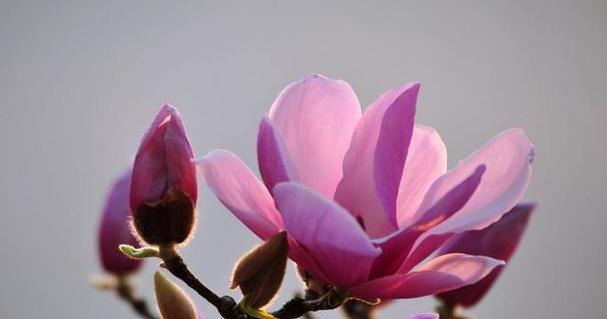 紫玉兰花（探索紫玉兰花的内涵和文化象征）