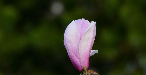 紫玉兰花（探索紫玉兰花的内涵和文化象征）