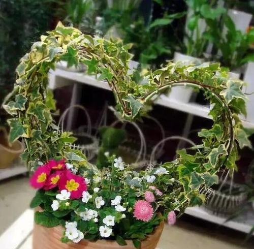 常春藤花语的象征与寓意（探索常春藤花语的内涵与文化背景）