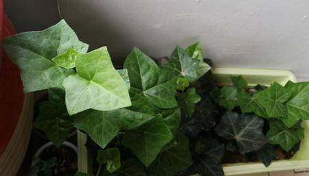 常春藤换土的时间和方法（保持常春藤健康的秘诀）