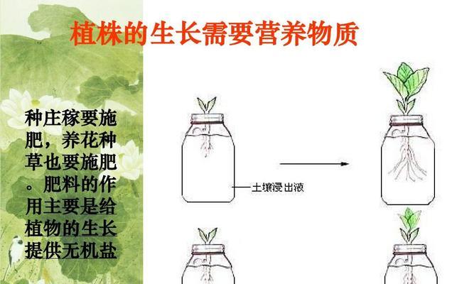 四季常春藤的浇水之道（春夏秋冬各有侧重）