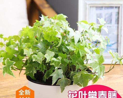 常春藤水培养殖方法（简单易行的水培养殖技巧）