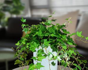 常春藤（如何在家里种植）