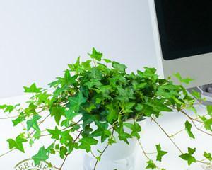 常春藤（探秘常春藤的生长特点）