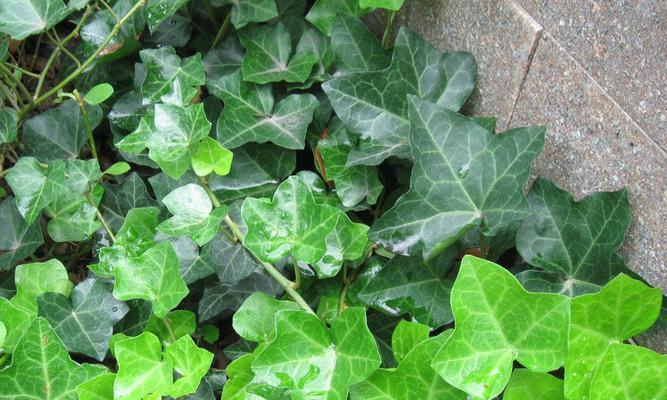 常春藤，一种独特的藤本植物（探索常春藤的外貌）
