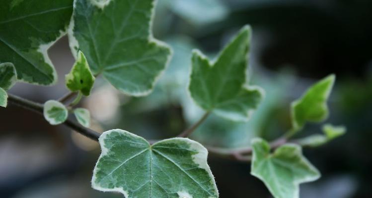 常春藤：美丽的攀援植物