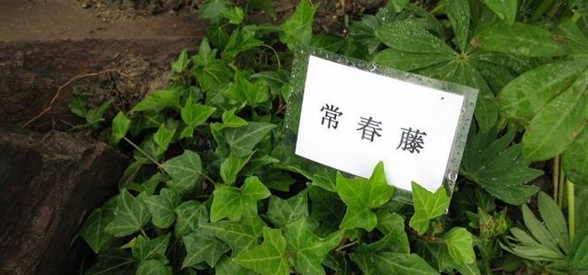 常春藤的喜水习性（探究常春藤对水分的需求量与适宜生长环境）