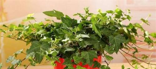 常春藤的冬季养护（注意事项让你的常春藤健康过冬）