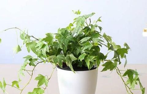 常春藤的种植方法与时间（掌握好这些细节）
