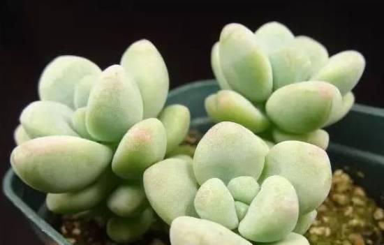 常见的多肉植物详细介绍（学会养护）
