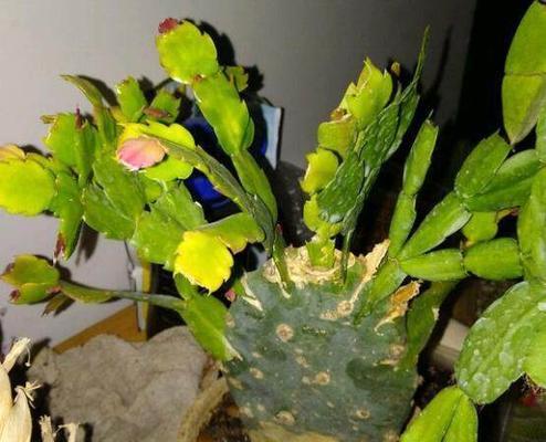 嫁接花卉大揭秘：品种、方法、技巧