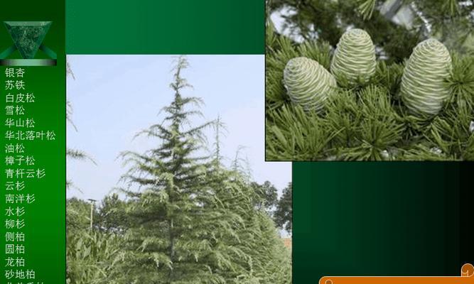 常见裸子植物及其特点（探秘裸子植物的生命之谜）