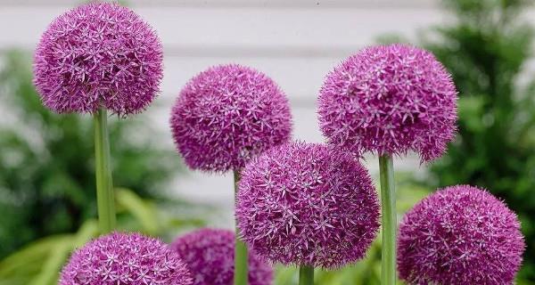 常见的球根花卉（探秘球根花卉）