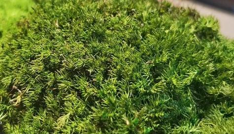 苔藓植物的常见种类与特点（探秘苔藓植物的奥秘）