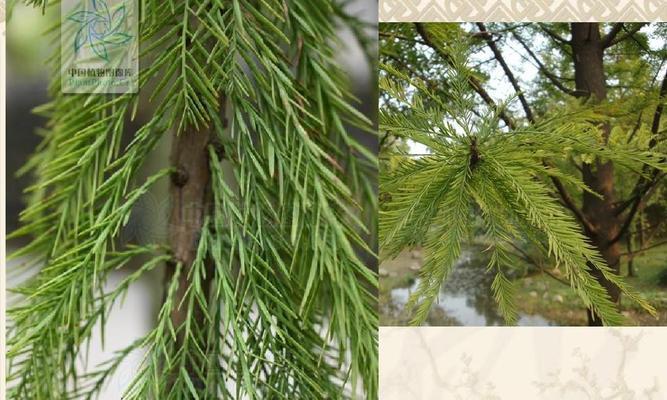 常见裸子植物大全：认识这些“裸体”植物，再也不会被它们欺骗！