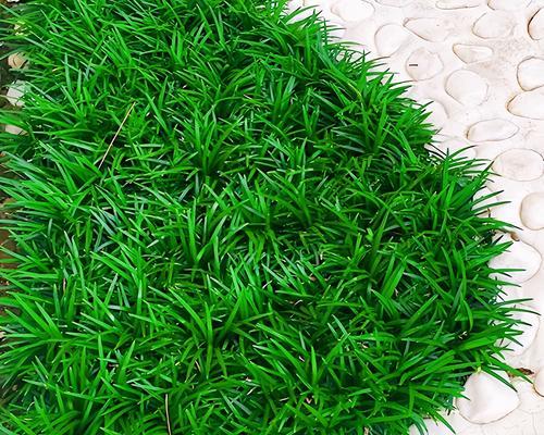 常绿地被植物覆盖：自然美与生态价值