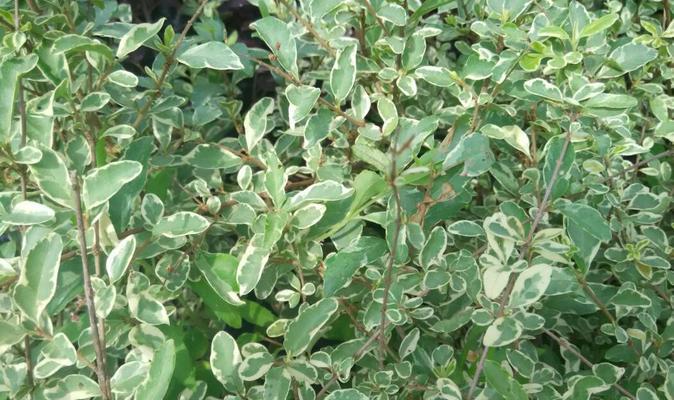 常绿地被植物覆盖：自然美与生态价值