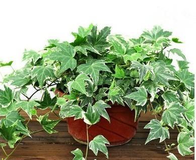 常青藤的空气净化与吸甲醛作用（通过研究了解常青藤的植物特性和吸附能力）