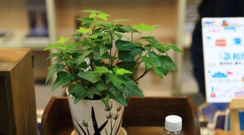 常青藤喜阳还是喜阴（15个常青藤光照需求的秘密）