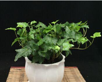 常青藤种植（大盆或小盆）