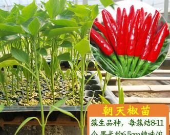 留种子攻略——怎样保存朝天椒种子？