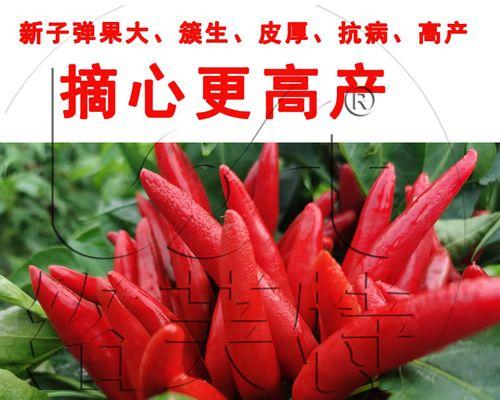 朝天椒摘心打顶的时间和方法（掌握正确方法）