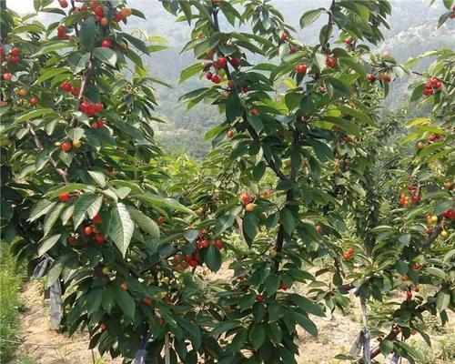 车厘子的种植时间及注意事项（为何要在特定月份种植）