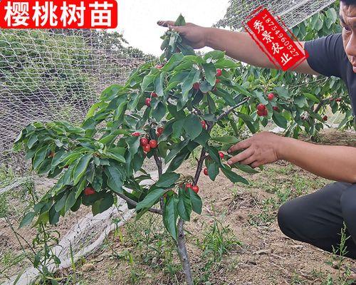 车厘子盆栽能结果吗（车厘子盆栽的种植技巧与产量增加方法）