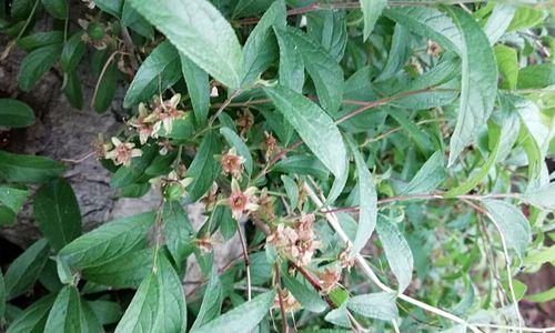 车厘子开花时间及栽培技巧（车厘子开花时间一般在哪个季节）