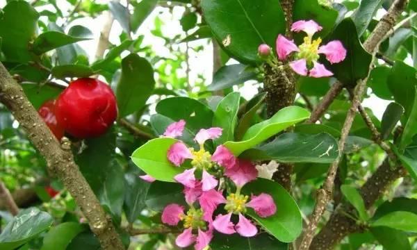 车厘子开花时间及栽培技巧（车厘子开花时间一般在哪个季节）