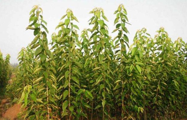 车厘子种植技巧（全面解析车厘子的种植条件和方法）