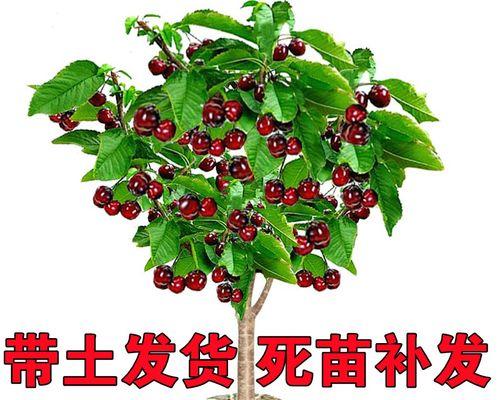 车厘子种植技巧（全面解析车厘子的种植条件和方法）