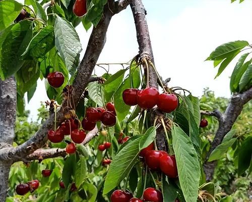 车厘子树几年结果实的秘密（揭开车厘子树开花结果的神秘面纱）