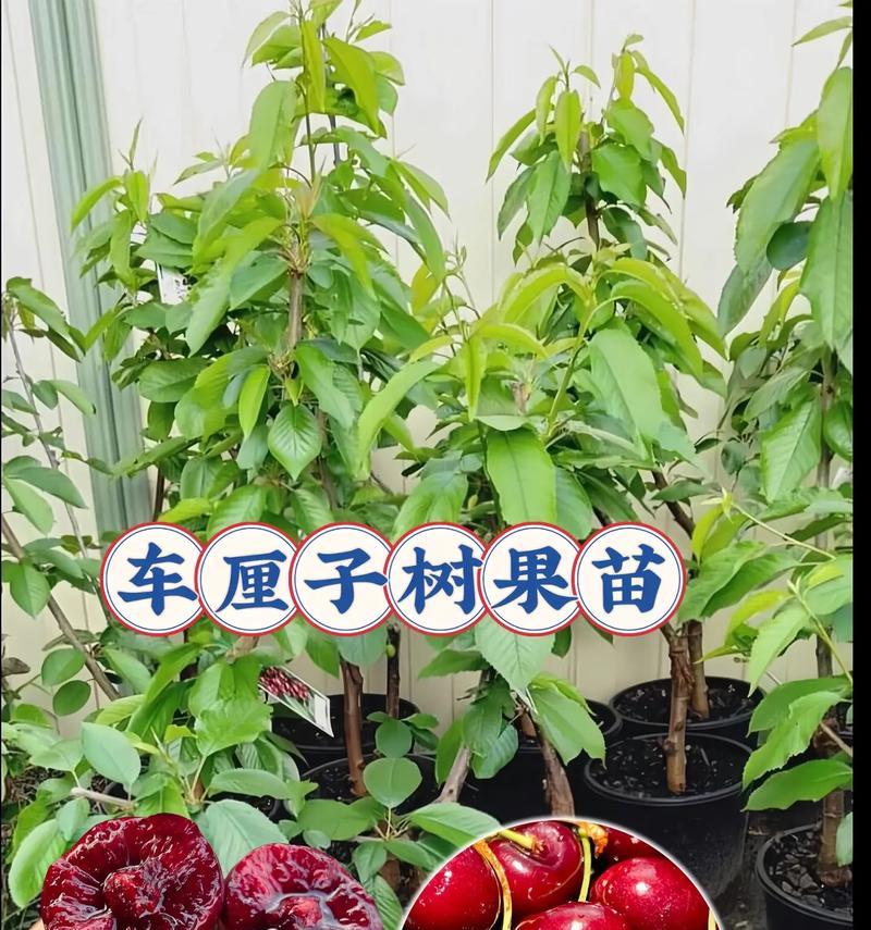 探寻车厘子的多重身份（从名字到产地）