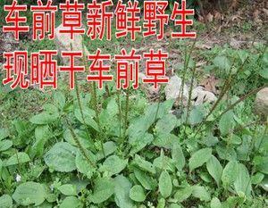 车前草种植技巧（掌握最佳时机）