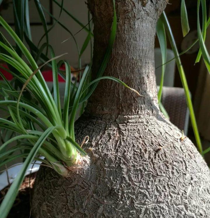 酒瓶兰开花预示着什么意思？如何解读其花语含义？