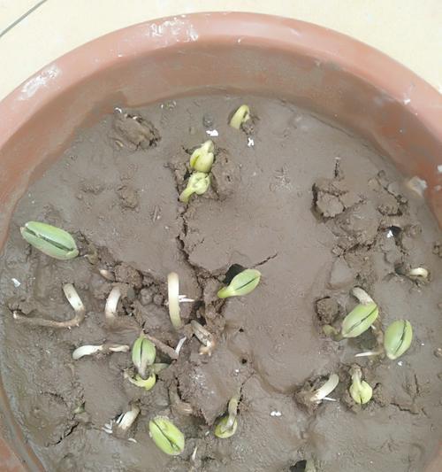 黄豆发芽的过程是怎样的？需要多长时间？