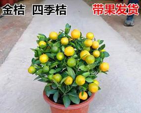 桔子象征意义是什么？为什么桔子常被用作吉祥物？