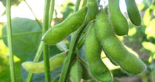 黄豆种植的最佳月份是什么时候？如何确保高产？