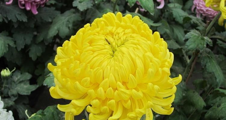 菊花在风水中代表什么？如何利用菊花改善家居风水？